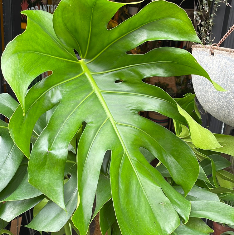 A Monstera Deliciosa Mosspole plant, also known as a swiss cheese plant, in front of Urban Tropicana&