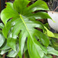 A Monstera Deliciosa Mosspole plant, also known as a swiss cheese plant, in front of Urban Tropicana&