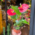 A Anthurium Red plant also known as a Painter’s Palette in front of Urban Tropicana&