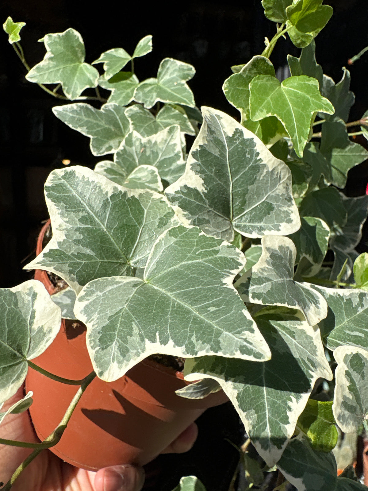 Hedera Helix | 13cm pot