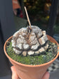 Dioscorea elephantipes | 14cm pot