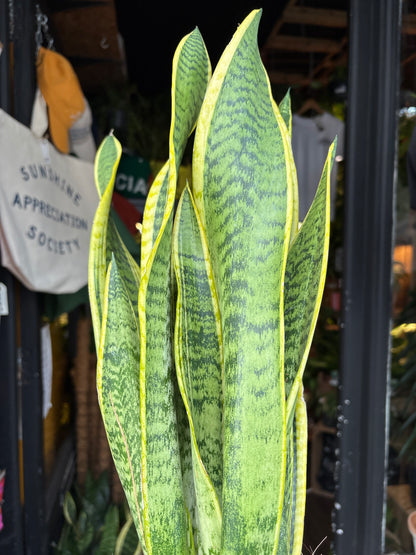 Sansevieria Laurentii | Snake Plant | 14cm pot