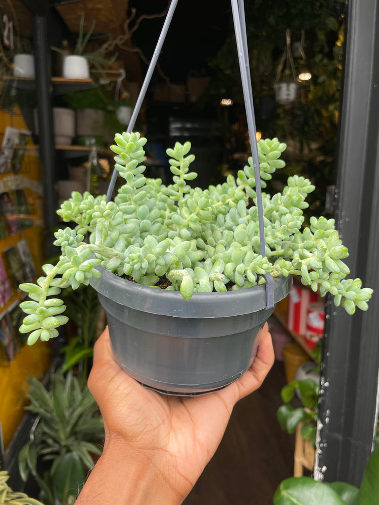 A Sedum Burrito plant also known as a Horse’s Tail in front of Urban Tropicana&