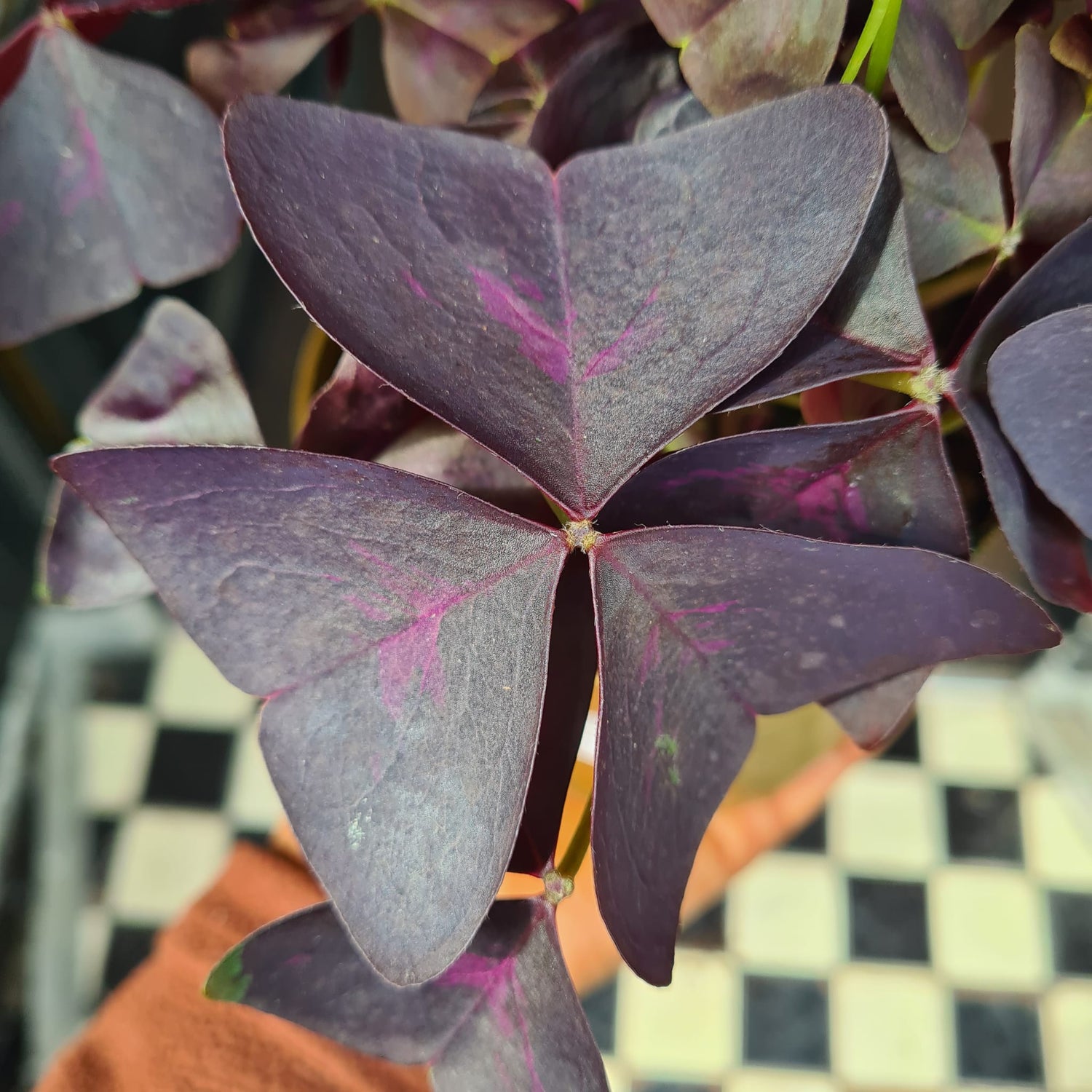 A Oxalis Triangularis plant also known as a False Shamrock in front of Urban Tropicana&