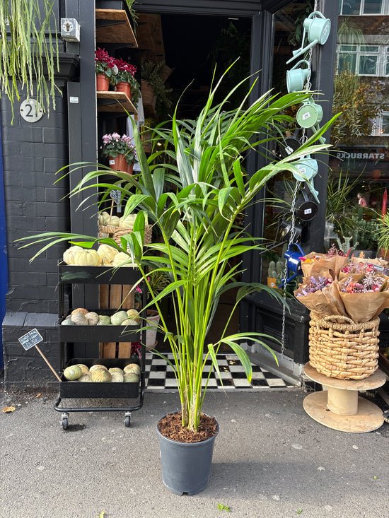 Howea Forsteriana | 24cm pot