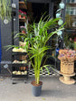 Howea Forsteriana | 24cm pot