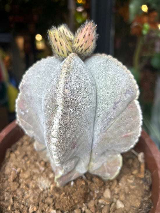 Astrophytum Bishops Mitre (C) | 18cm pot