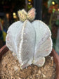 Astrophytum Bishops Mitre (C) | 18cm pot