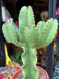 Euphorbia Erytrea | 21cm pot