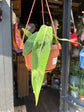 Anthurium Pallidiflorum | 14cm pot