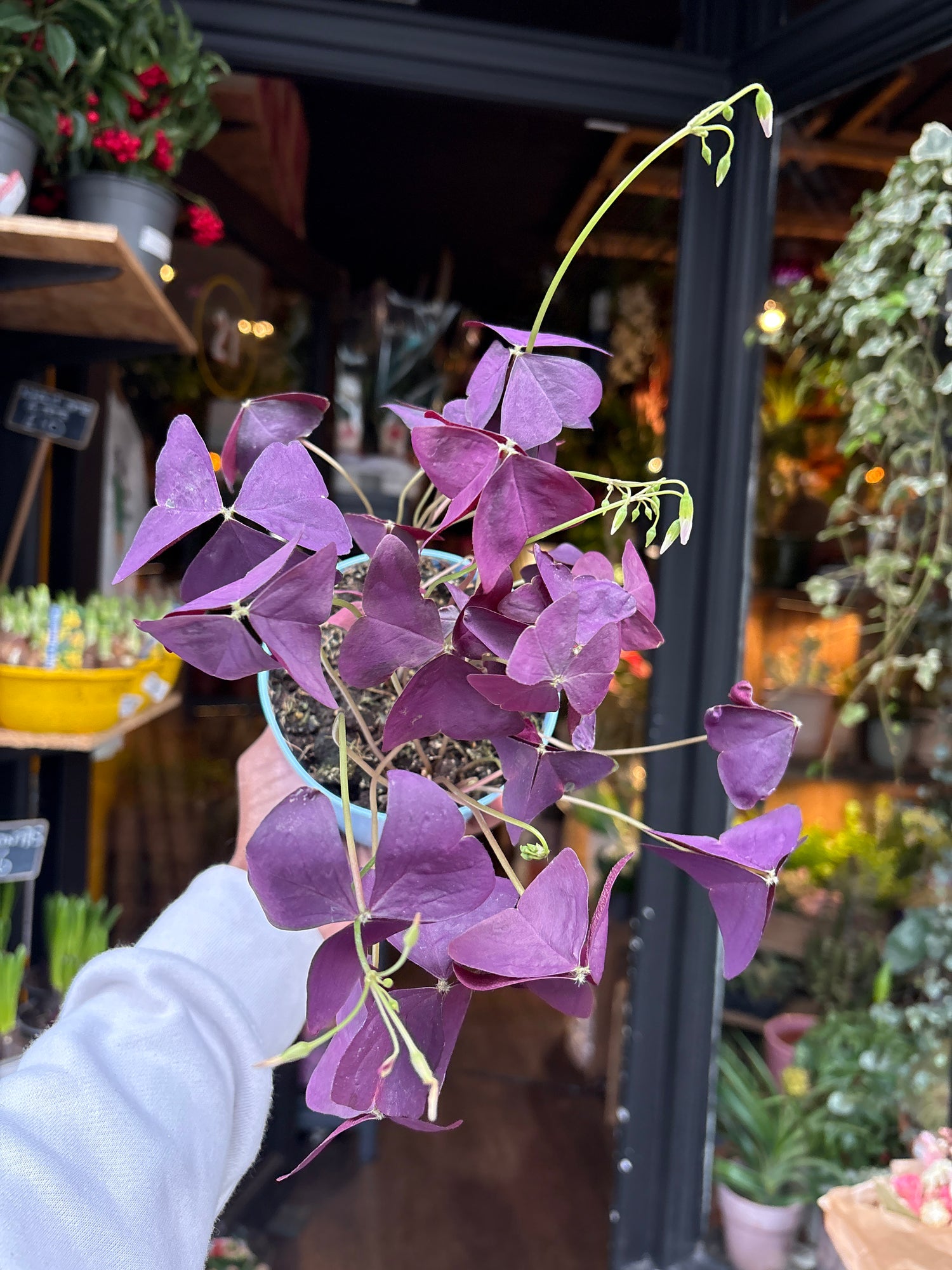 A Oxalis Triangularis plant in front of Urban Tropicana’s Plant Shop in Chiswick London