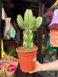 Euphorbia Erytrea | 21cm pot