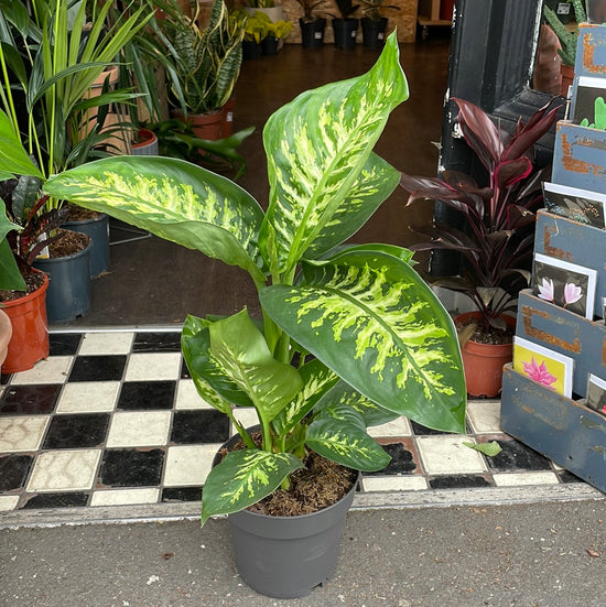 A Dieffenbachia Reeva plant also known as a Dumb Cane plant in front of Urban Tropicana&
