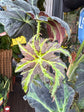 Begonia Heraclefolia ‘Draco’ | 17cm pot