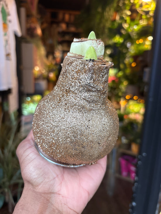 Amaryllis Wax Glitter | Gold