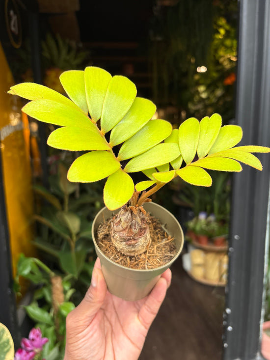 Zamia Furfuracea | 8.5cm pot