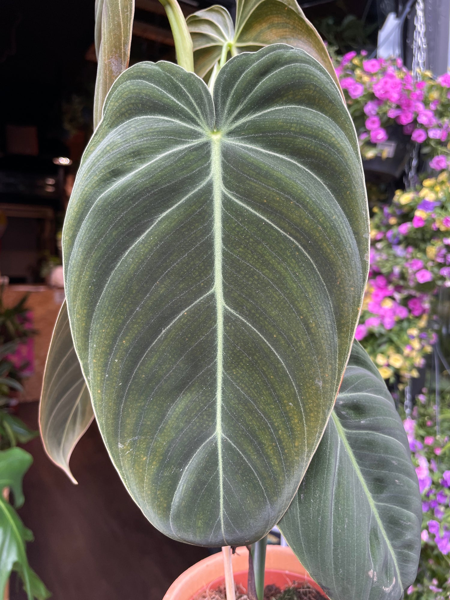 Philodendron Melanochrysum in front of Urban Tropicana’s store in Chiswick, London