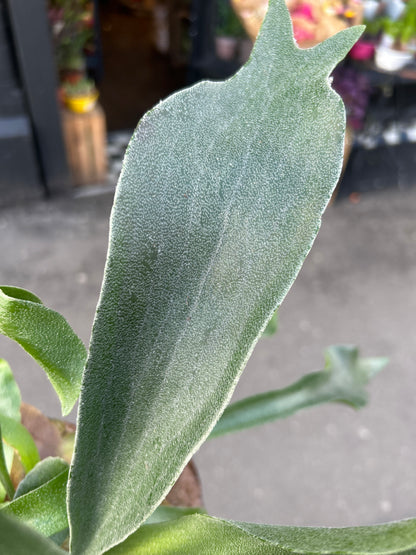 Platycerium Bifurcatum | 12cm pot