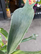 Platycerium Bifurcatum | 12cm pot