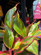 Aglaonema Jungle Red | 12cm pot