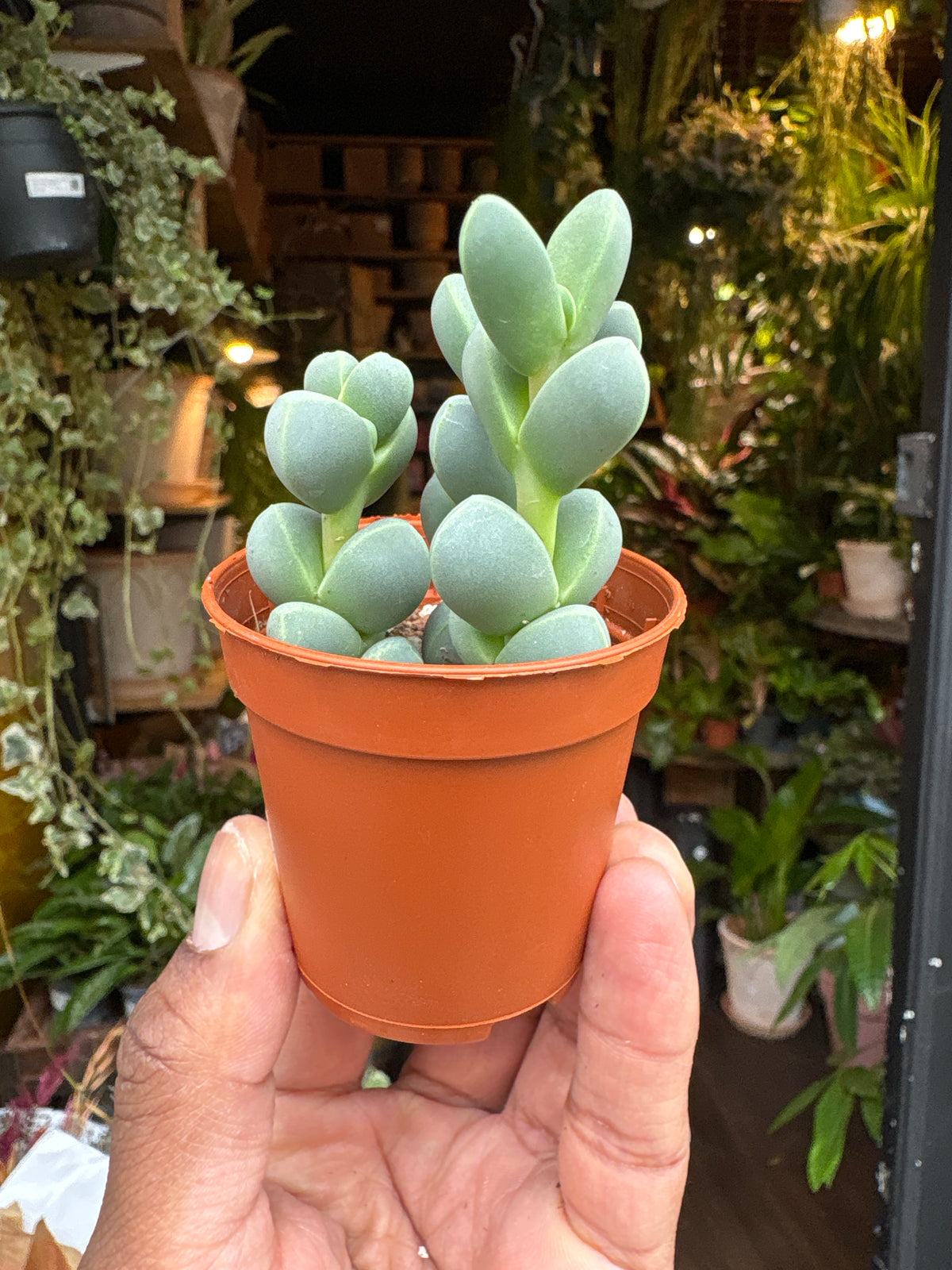 Delosperma Lehmannii | 5.5cm pot
