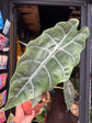 Alocasia Chantrieri | 12cm pot