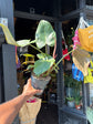 Philodendron Summer Glory | 14cm pot