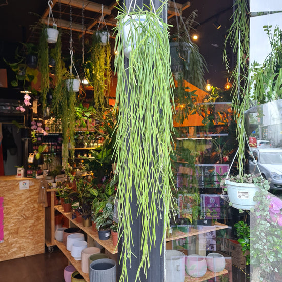 A Hoya Linearis plant also known as a Wax Plant in front of Urban Tropicana&