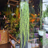 A Hoya Linearis plant also known as a Wax Plant in front of Urban Tropicana&