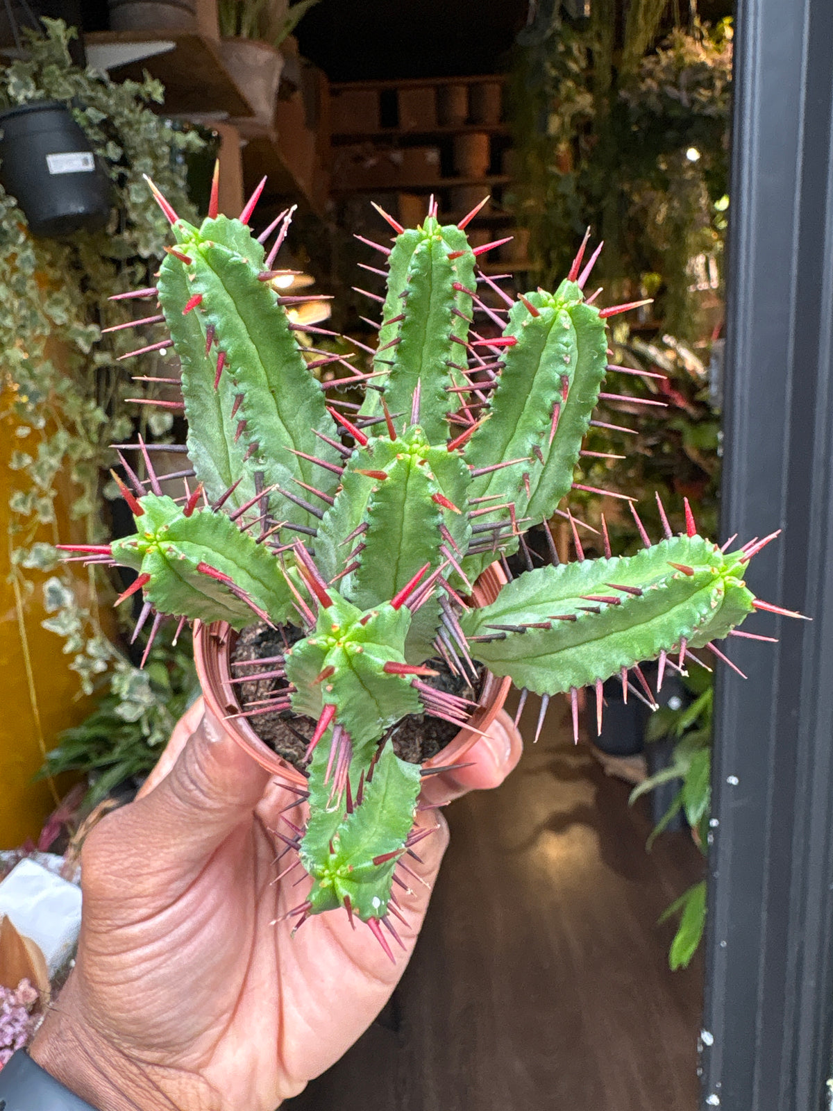 Euphorbia Enopla | 5.5cm pot