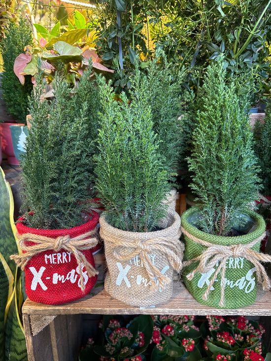 Chamaecyparis Ellwoodii - Mini Xmas Tree | 9cm pot