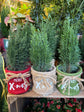 Chamaecyparis Ellwoodii - Mini Xmas Tree | 9cm pot
