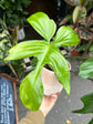 Philodendron Florida Green