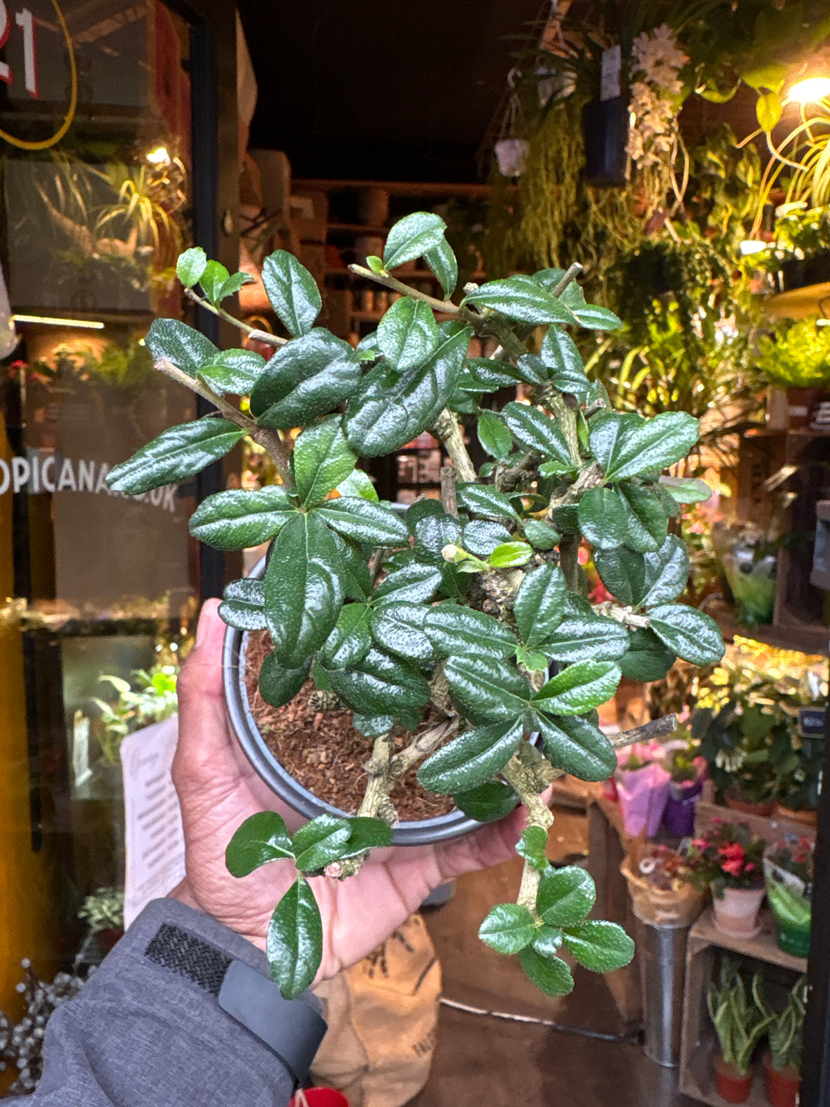 Bonsai Carmona | 11cm black ceramic pot
