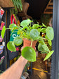 Pilea Peperomioides | Chinese Money Plant | 12cm pot