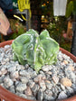 Astrophytum myriostigma walnut