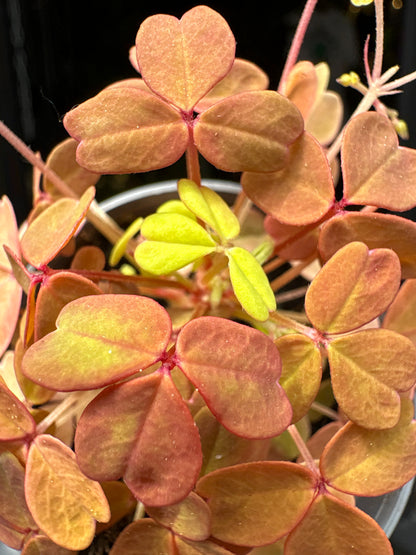 Oxalis Vulcan Gold | 6cm pot