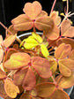 Oxalis Vulcan Gold | 6cm pot