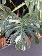 Monstera Deliciosa Thai Constellation | 30cm pot