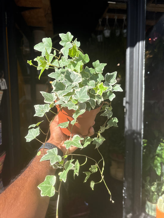 Hedera Helix | 13cm pot