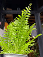 Nephrolepis exaltata &
