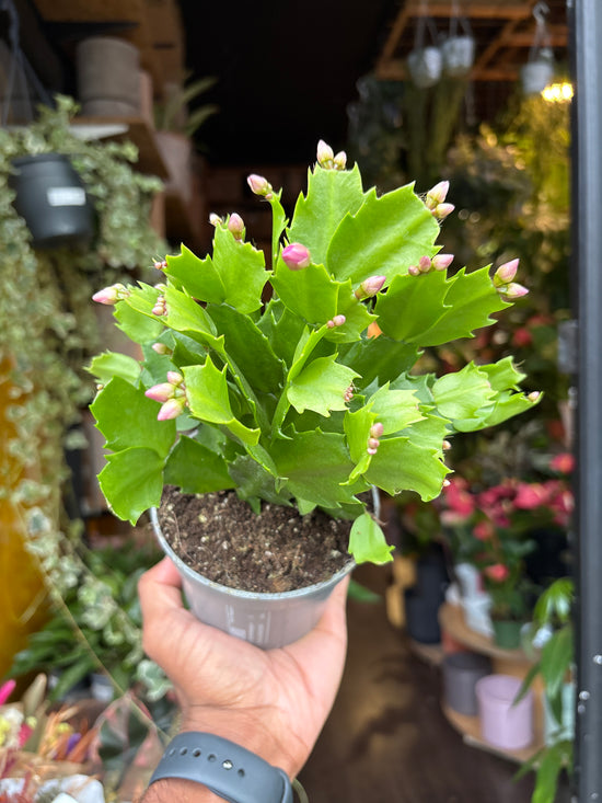 Schlumbergera | 10.5cm pot