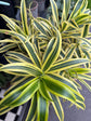 Dracaena Reflexa Song of India | 21cm pot
