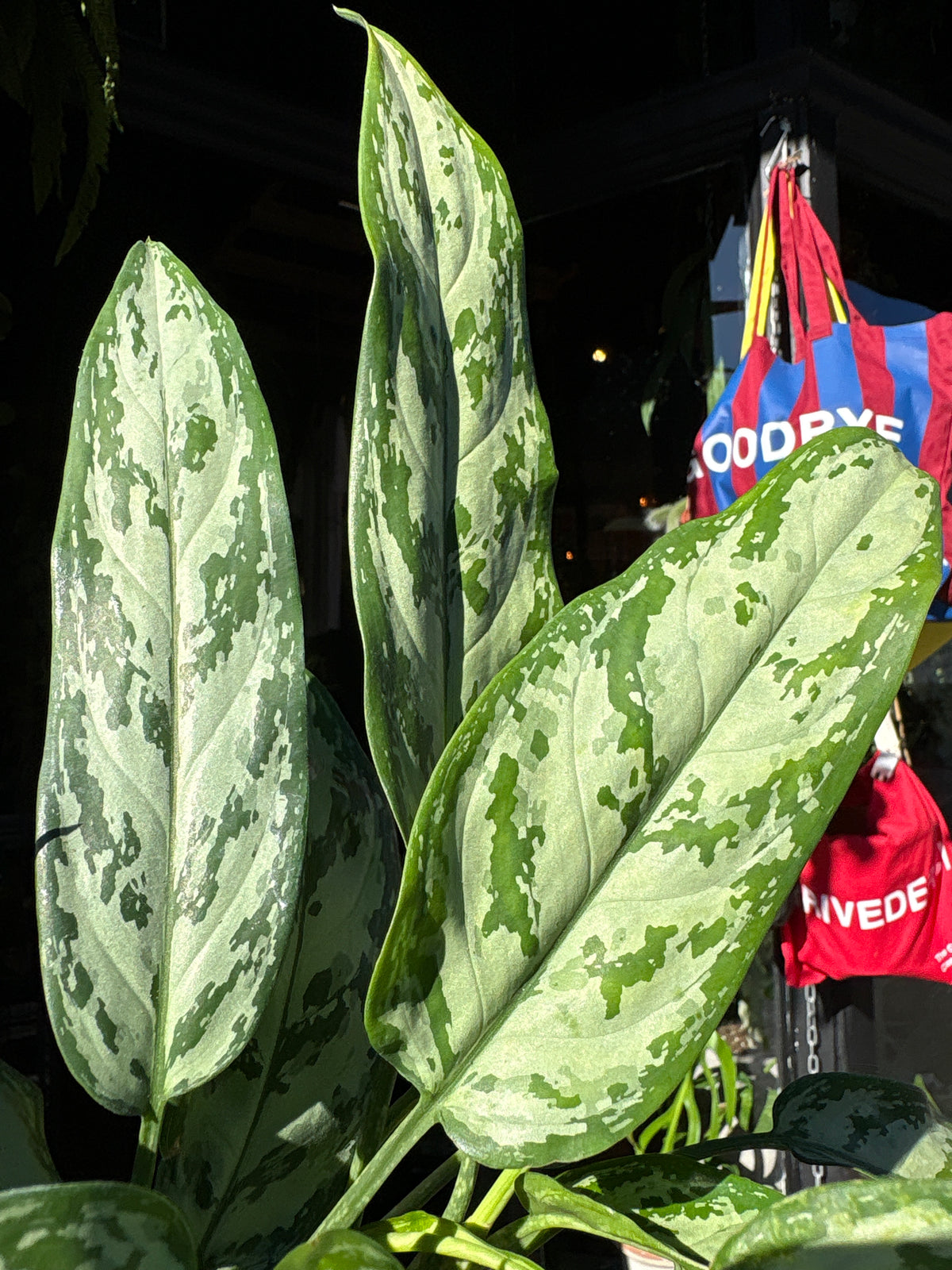 Aglaonema Silver Queen | 14cm pot
