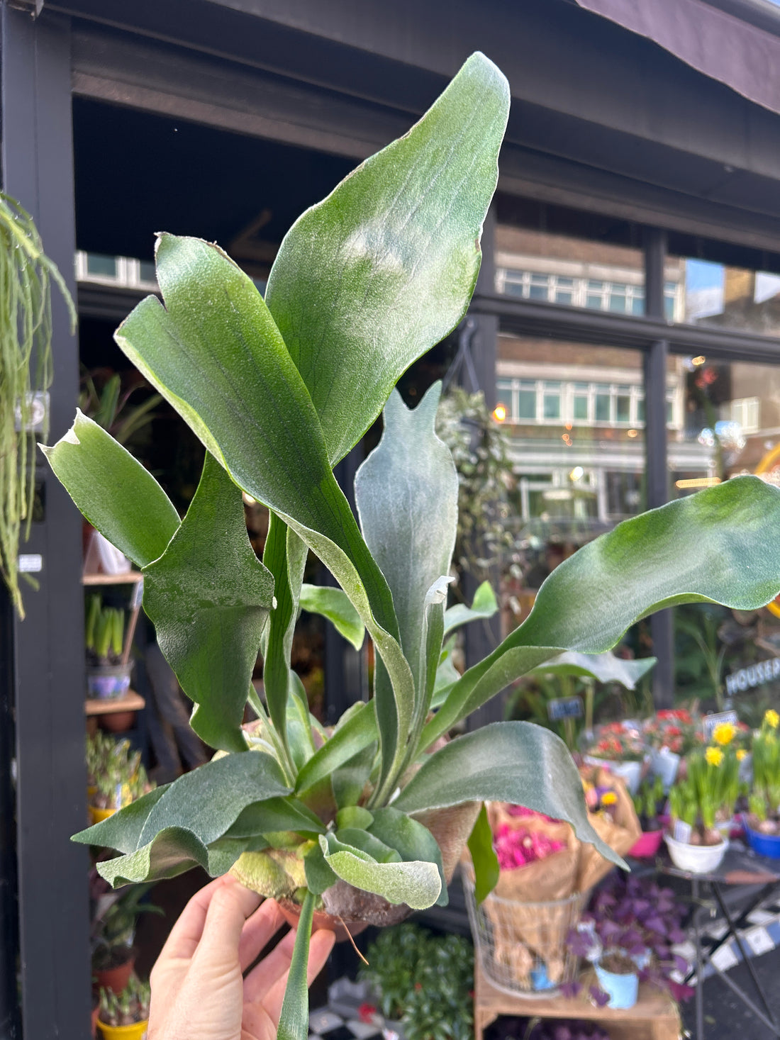 Platycerium Bifurcatum | 12cm pot