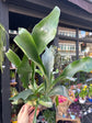 Platycerium Bifurcatum | 12cm pot