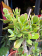 Crassula | 24cm pot