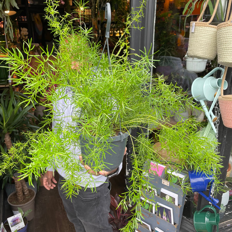 A Asparagus Densiflorus ‘Sprengeri’ plant also known as a Sprengeri Fern in front of Urban Tropicana&