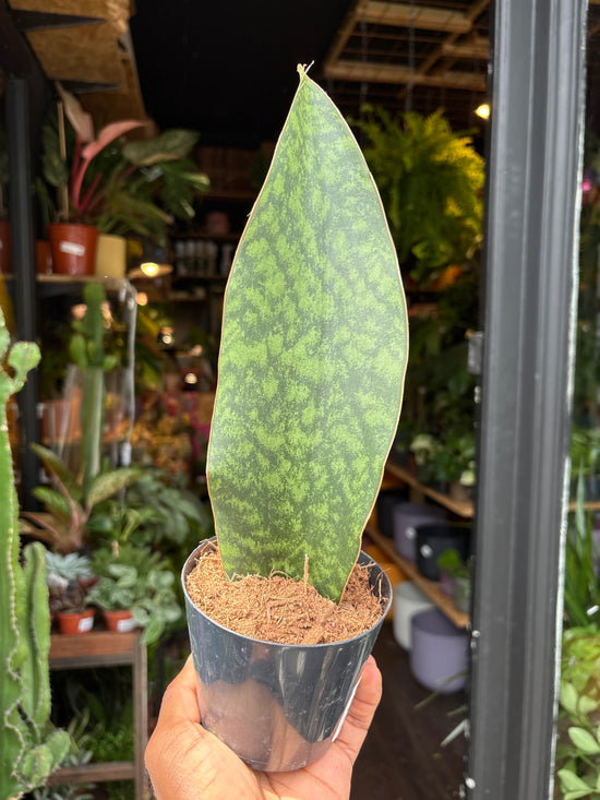 A Sansevieria Masoniana Whale Fin or whale fin snake plant in front of Urban Tropicana’s Plant Shop in Chiswick London