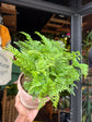 Davallia | Rabbit’s Foot Fern | 15cm pot